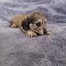 Dachshund Puppies from Em-Me's Royal 'n Loyal Dachshunds