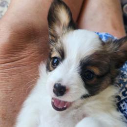 Merlot - female Papillon puppy in Vass, North Carolina from North Carolina Papillions
