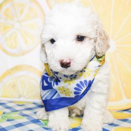 Elliott - Cream male Poodle puppy in Hugo, Oklahoma from Ann R.