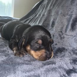 Dachshund Puppies from Carranza Puppy Farm