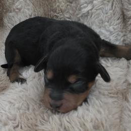 Boy 7 - Tri-color male Labradoodle puppy in Centerville, Utah from Reid Wasatch Doodles