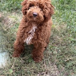 Duke - Poodle