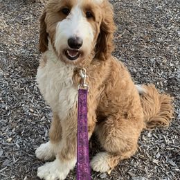 Holly - Goldendoodle