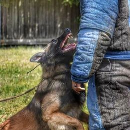 Atlas - Belgian Tervuren