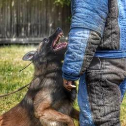 Atlas - Belgian Tervuren