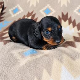 Girl 2 - Black and tan female Dachshund puppy in Oklahoma from Red Oak Long Dogs