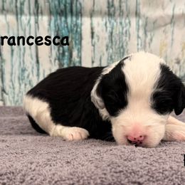 Francesca - Black and white female Sheepadoodle puppy in Taber, Idaho from Son of a Poodle Sheepadoodles