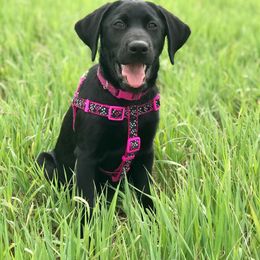 Labrador Retriever All Grown Up from Rocky Mountain Dogs - Utah
