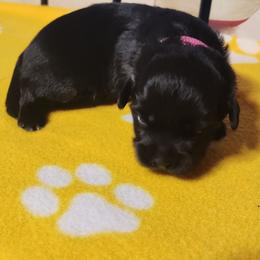 Tippy toes - Black and white female Shichon puppy in Imperial, Missouri from Shichon Teddybear  puppies of Miss