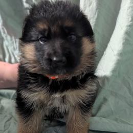 Boy 1 - male German Shepherd puppy in King, North Carolina from Golly-G German Shepherds