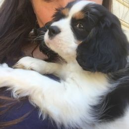 Australian Shepherd and Cavalier King Charles Spaniel Puppies from Spectacular Aussies and Cavaliers