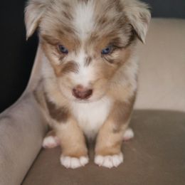 Australian Shepherd Puppies from Kiki's Aussies