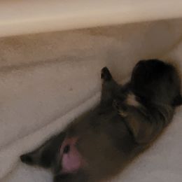 French Bulldog Puppies from 4 Leaf Frenchies