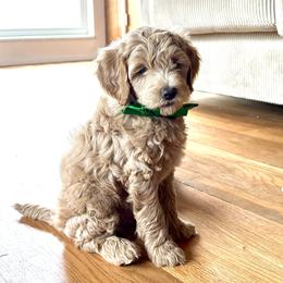 Spring Flame - Apricot male Goldendoodle puppy in Roy, Utah from Doodles are Amazing