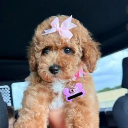 Estelle - Apricot female Goldendoodle puppy in Miami, Florida from Haus of Pawz