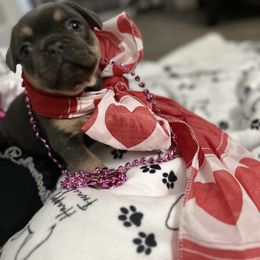 French Bulldog Puppies from Hauppy’s Frenchies
