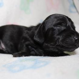 Boy 1 - Black male Dachshund puppy in Craig, Colorado from Rocky Mountain Shih Tzus and Dry Creek Miniature Dachshunds