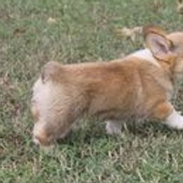 American Corgis from Silver Wood Corgis