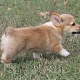 American Corgis from Silver Wood Corgis