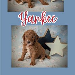 Yankee - Apricot male Goldendoodle puppy in Coarsegold, California from Hobbit Hollow Acres
