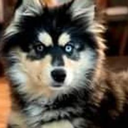 LADY - Pomsky