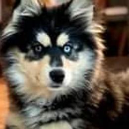 LADY - Pomsky