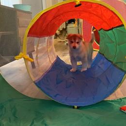 Siberian Husky Puppies from Velox Siberians