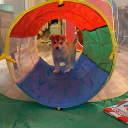 Siberian Husky Puppies from Velox Siberians