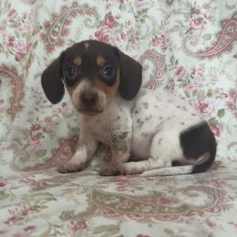 Piebald female - Piebald female Dachshund puppy in Galax, Virginia from Dells  Dachshund’s