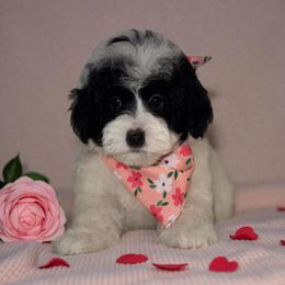 Bernedoodle, Cavapoo, Goldendoodle, Miniature Schnauzer, and Poodle Puppies from Pet Inn Xxweetdoodles