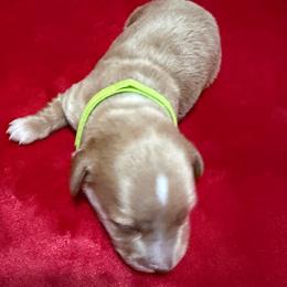 Green Collar - Fawn (isabella) and cream male Dachshund puppy in Paradise, Texas from Cap Ranch Miniature Dachshunds