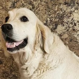 Lacy - Golden Retriever