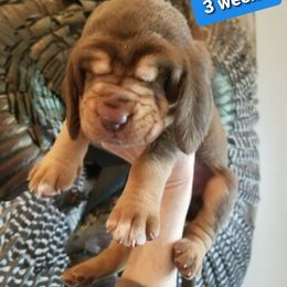 Bloodhound Puppies from KRC Ozark Mountain Bloodhounds