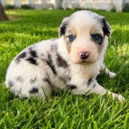 Olympia - Blue Merle Female - Blue merle female Australian Shepherd puppy in Hugo, Colorado from Frying Pan Ranch Australian Shepherds