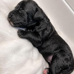 Bentley - Black male Goldendoodle puppy in Reno, Nevada from Darling Doodles