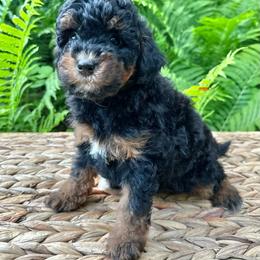 Gabby - Phantom female Bernedoodle puppy in Thornville, Ohio from Four Front Doodles & Friends