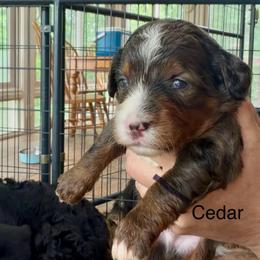 Cedar - Blue merle male Bernedoodle puppy in Campbellsville, Kentucky from Blue Belle Hills Bernedoodles
