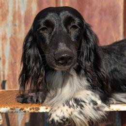 Oreo - Dachshund