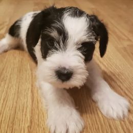 Miniature Schnauzers from Puppy Love Forever