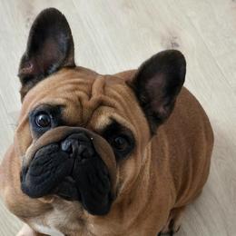 French Bulldogs from ZiaLine French Bulldogs