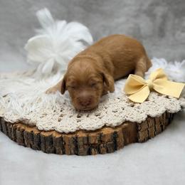 Dove - Apricot female Goldendoodle puppy in Williamson, New York from Lakeside Doodles