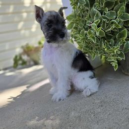 Boy 2 - male Miniature Schnauzer puppy in Lebanon, Missouri from Sassy's Classy Canines