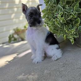 Boy 2 - male Miniature Schnauzer puppy in Lebanon, Missouri from Sassy's Classy Canines