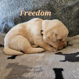 Freedom-Beige collar - Yellow female Labrador Retriever puppy in Davenport, Washington from LynnDee's Kennel