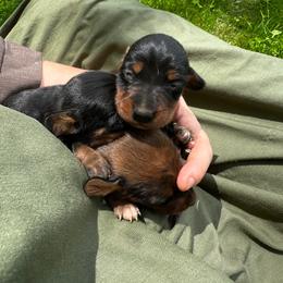 Solitaire - Black and tan male Dachshund puppy in Brave, Pennsylvania from Éirí na Gréine (the Rising Sun) cattery & Kennel
