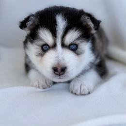 Leonardo - Black and white male Pomsky puppy in Memphis, Missouri from Happy Hills Kennels