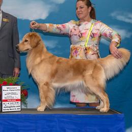 Sounder - Golden Retriever