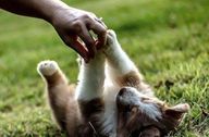 australian shepherd puppy rolling in grass being pet