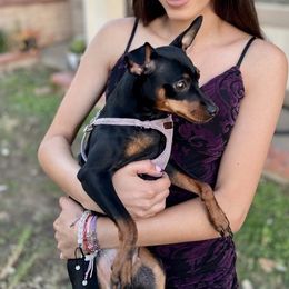 Miniature Pinscher All Grown Up from LA MINI PINS
