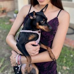 Miniature Pinscher All Grown Up from LA MINI PINS